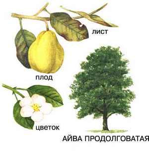 уратная диета